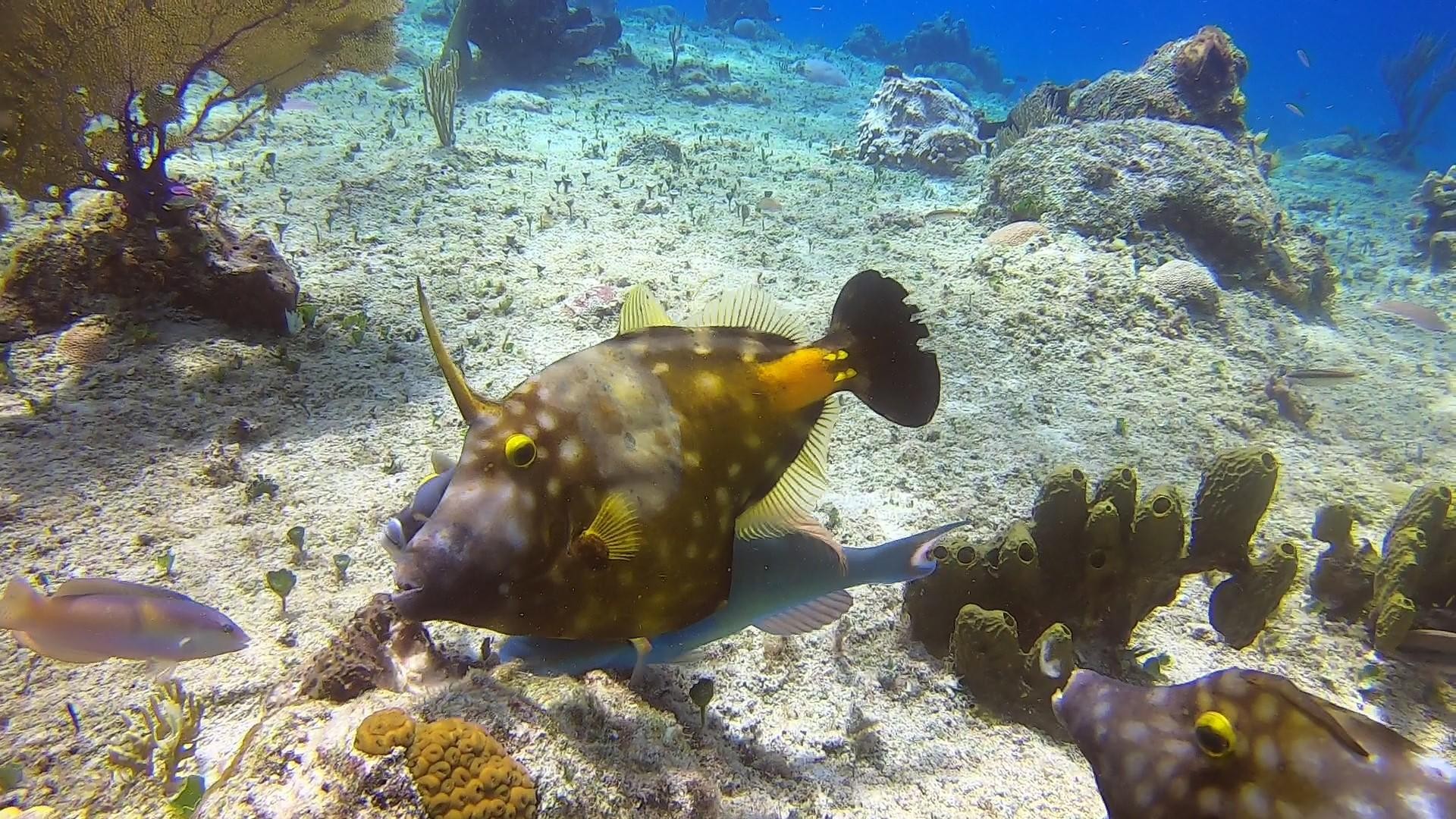 Whitespotted Filefish on the reef at Dive Boutique Cozumel